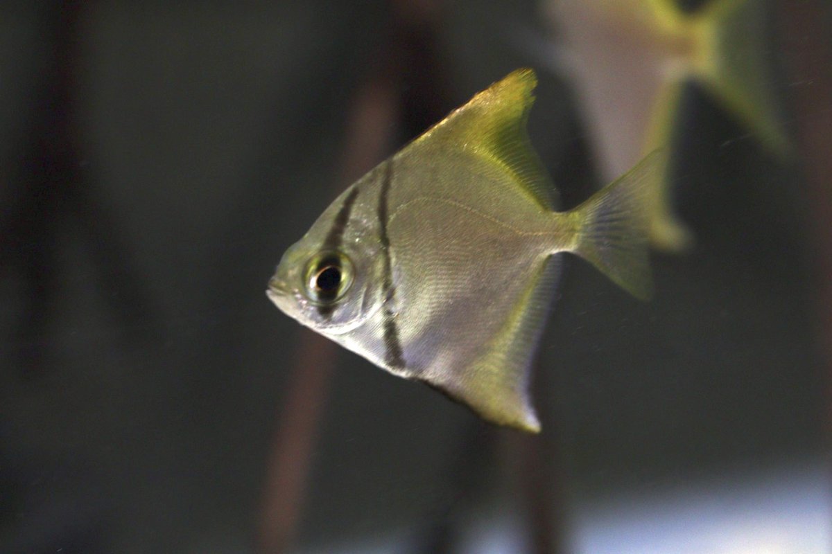 麻布学園生物部魚班 tweet media