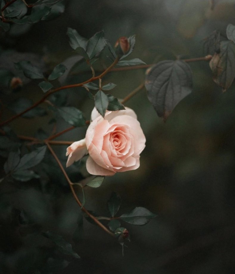 LiteraryVienna tweet picture