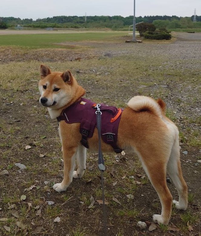 yuzu_shiba1125's tweet image. BBQで、​お友達がお散歩に連れ出してくれた5分後、お父さんに届いたのは「お肉焼けたよ！」ではなく「ゆづが1歩も動かない」というヘルプ要請でした😂

​小型犬オーナーの皆様、これが柴犬界の伝統芸能『拒否柴』です。

​#柴犬 #拒否柴 #BBQ #ベーグル #犬のいる暮らし
