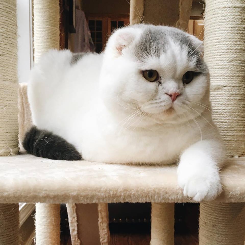 Ruled By Cats tweet media