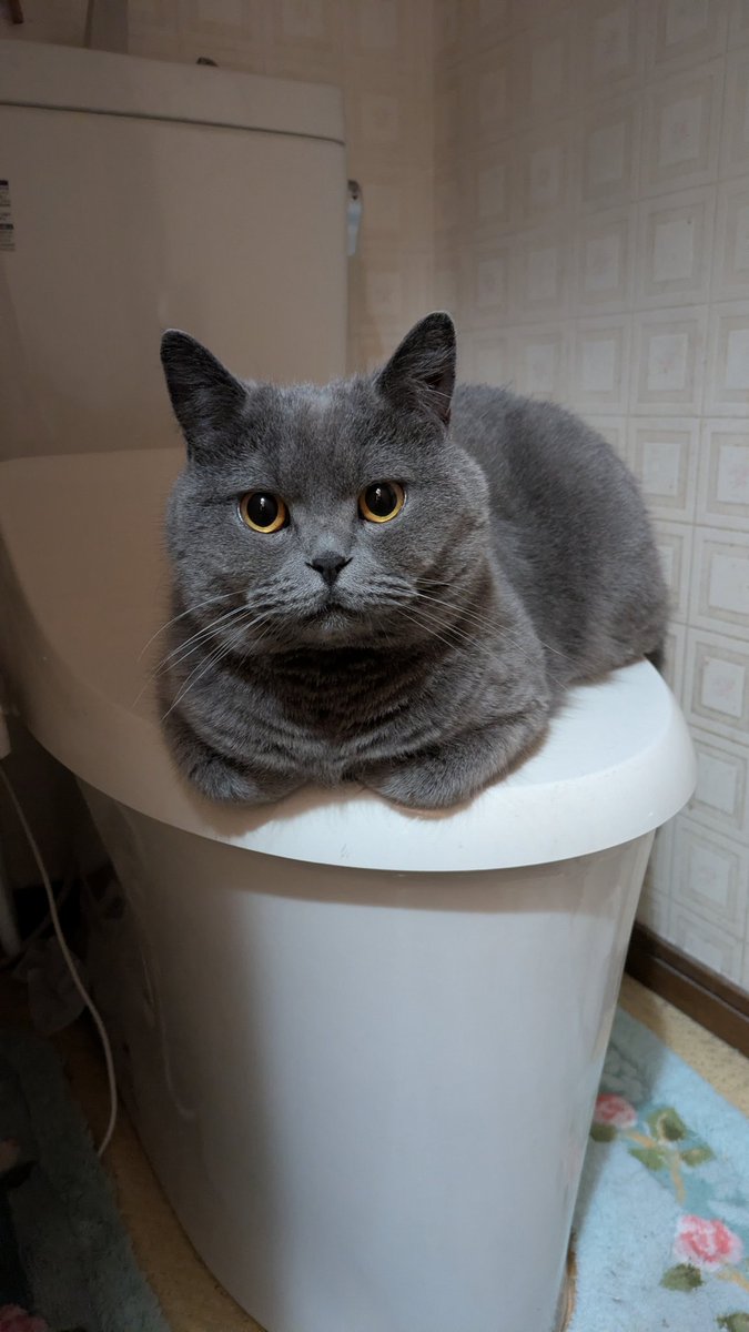 tom_the_cat0730's tweet image. There's no place I'd rather be 🚽
My favorite view of my favorite human, it's SISTER😸🤍
.
ここがぼくのお気に入りスポット🚽
シスターがドライヤーするのを
眺めるのにちょうどいいんだよにゃ😸🤍
.
#CatsOfTwitter
#CatLife
#KittyLoaf
#Meow
#BritishShorthair
#ねこ
#猫
#にゃんこ
#Кот