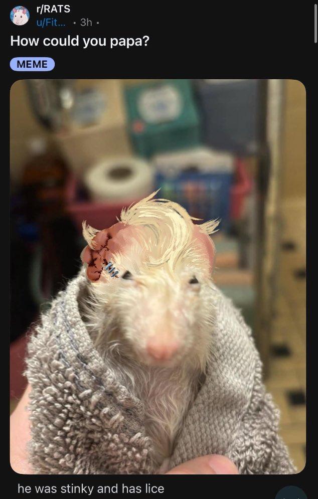 Banana dog tweet media