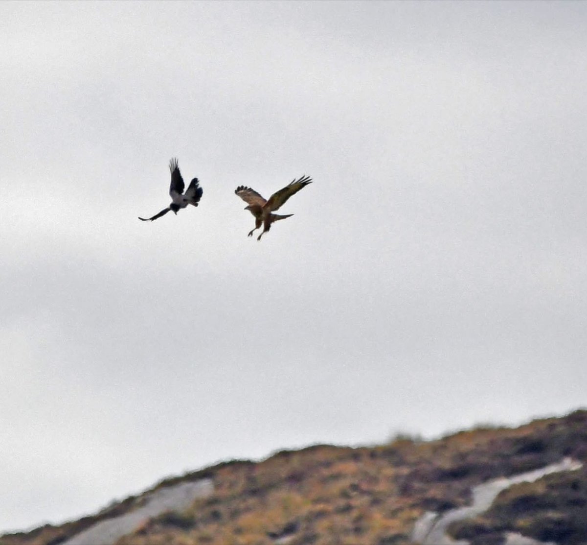 GweebarraG's tweet image. Alien versus Predator, A Hooded Crow takes on a Buzzard, Donegal.
#FridaysForFuture #Buteobuteo
