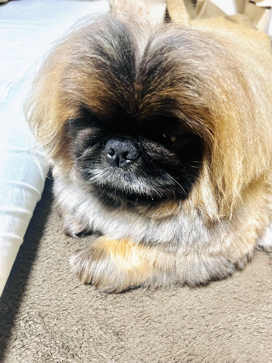 lupon0718's tweet photo. こにぶちゃん。本日10歳のお誕生日を迎えましたが首痛につき興奮禁止のため、恒例のケーキ🍰タイムはお預け。 https://t.co/4VNGxOJy7j