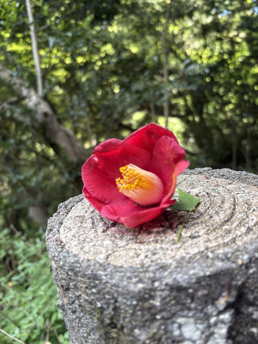 justonestep2025's tweet image. A small moment of spring 🌺
gently resting here 🌿

#SpringFlowers #NaturePhotography