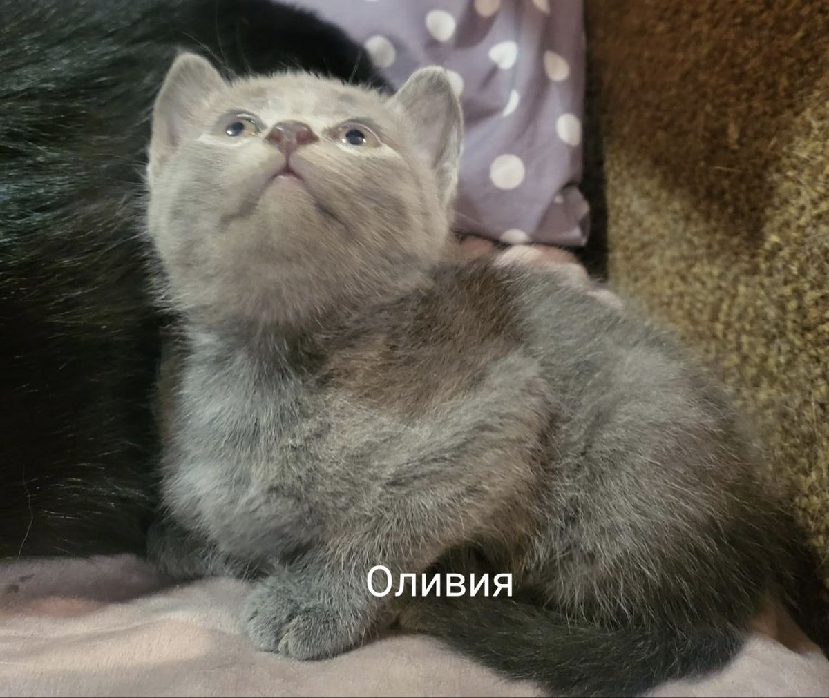 Максим Белый tweet media