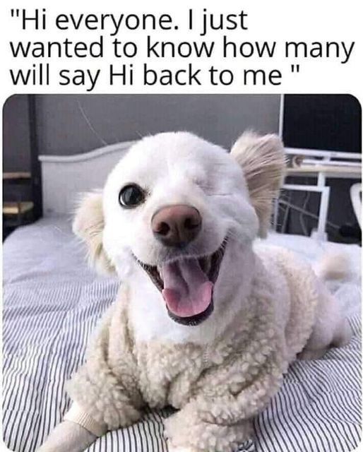 Dog Lovers tweet media