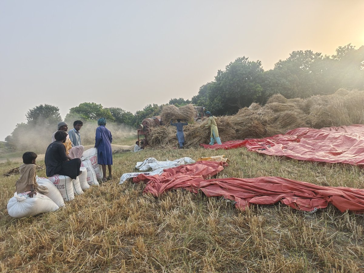 nizamanisaad1's tweet photo. They harvest crops, but what truly grows here is patience, sacrifice, and love. 🌾❤️
#MyFarm #WheatCrop https://t.co/F7MICbO4EV