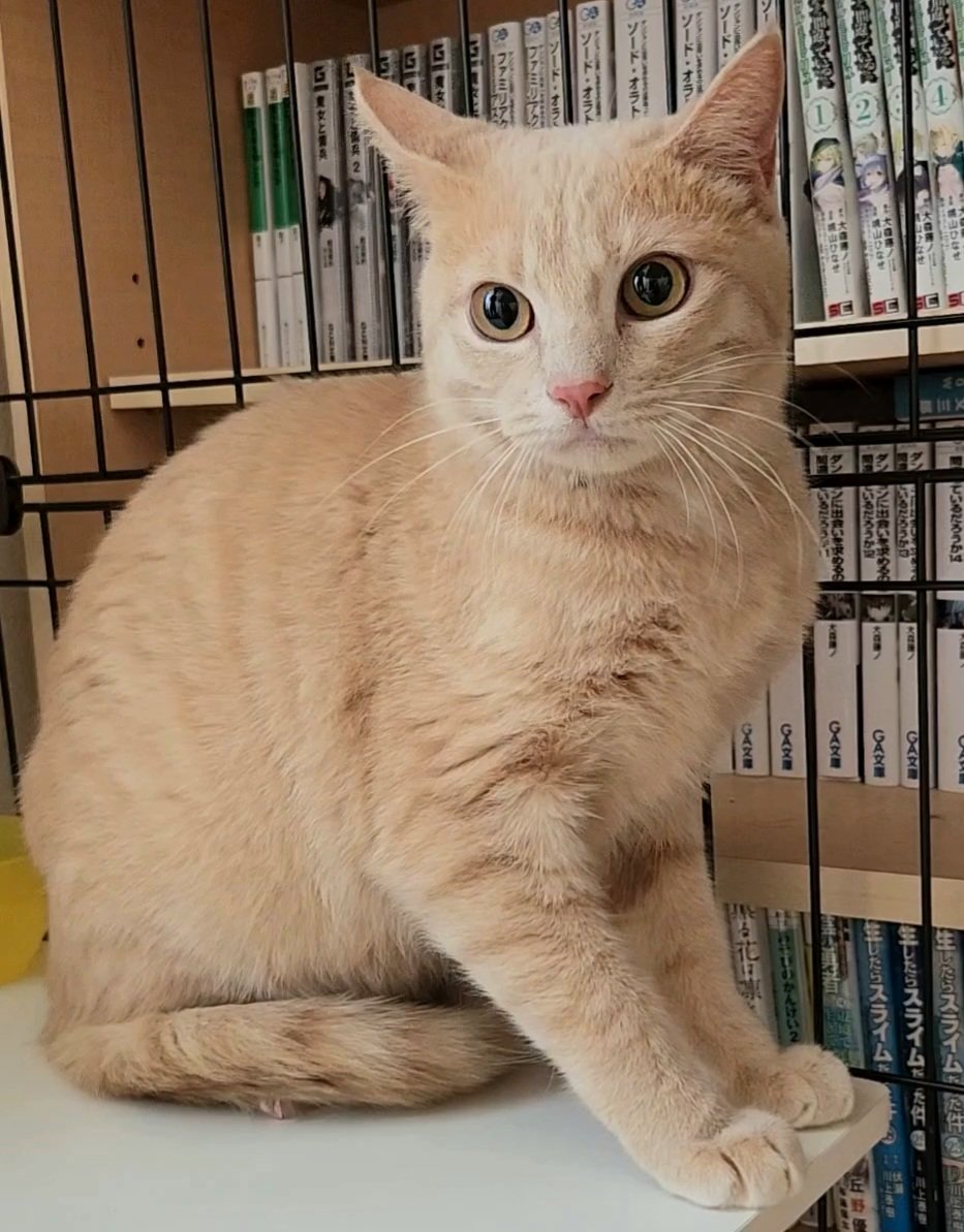 🌸ぱな🌸保護猫活動 tweet media
