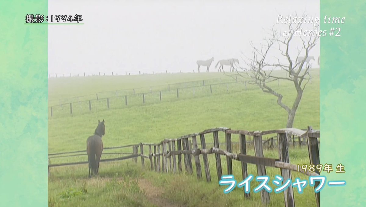 ライスシャワーの牧場動画がJRA公式で大反響 メジロマックイーン撃破の名