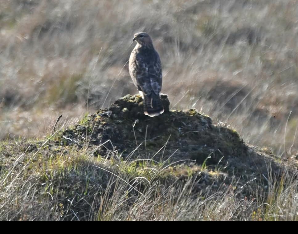 GweebarraG's tweet image. Clamhán - A Common Buzzard surveys the bog from a hummock, Donegal.
#FridaysForFuture #Buteobuteo