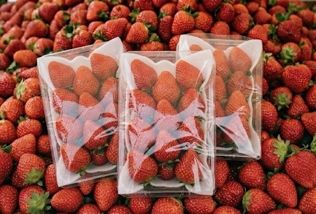 【公式】瑞苺農園🍓 tweet media