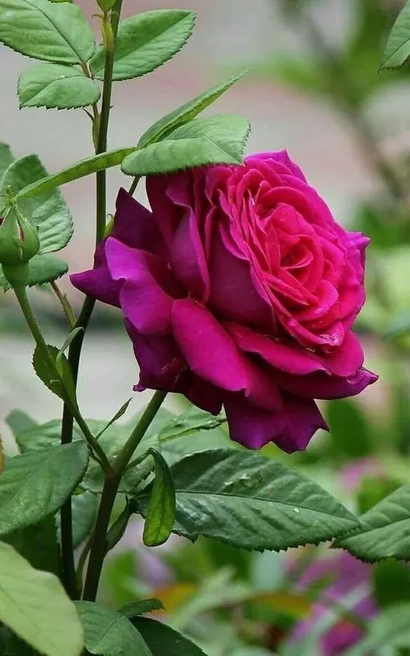 vikasknirmal's tweet image. #HappyThursday @CandyTerryRose 🌸🌺