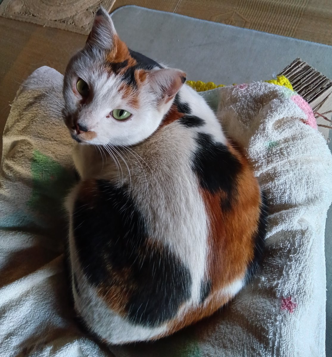 拡散有難うございます。
2025/5/30 つくば市で三毛猫を迷子にしてしまいました。 
小型細身の猫 避妊済
額に八の字、あご髭模様
しっぽは長く少し茶が混じる黒
特徴が似た猫の目撃や保護がありましたら、ご連絡いただければ幸いです。
#つくば市 #茨城県 #迷子猫 #迷い猫 #下妻 #筑西 #常総 #目撃情報