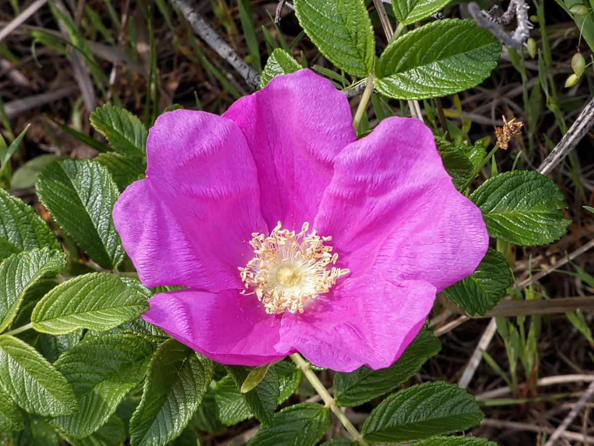 たけなかいさお tweet media