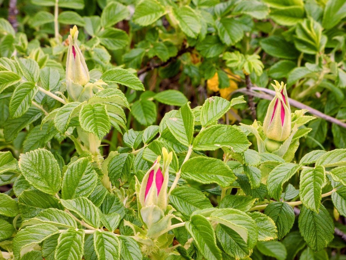 たけなかいさお tweet media