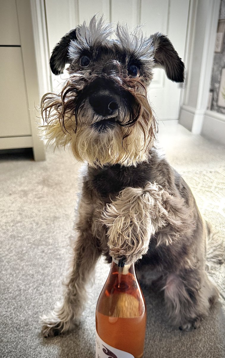 Osc_Schnauzer14's tweet image. Lopsided smile due to lack of teeth, but still taking Mum’s rosé security duties very seriously. 🍷🐾

#Dogs #Dogsofx #GuardDog #Schnauzers #SchnauzerGang