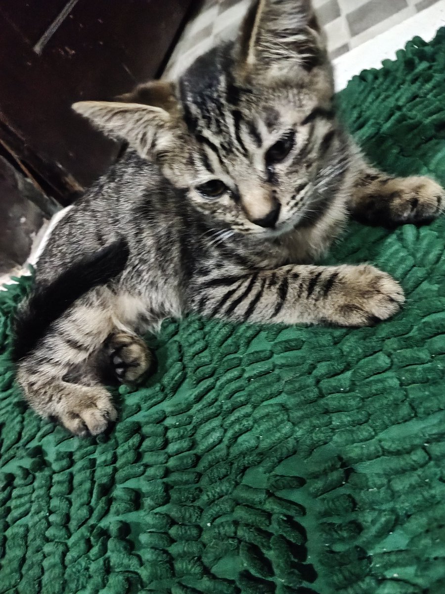 For_ella2's tweet photo. Open adopt free/gratis🐾🤍
Anak kucing jantan, umur 2,5 bulan
Sudah makan sendiri &amp; litter trained
Sehat, aktif, dan gemes banget 🥺

Area Jogja
Dicari adopter yang bertanggung jawab &amp; sayang hewan
DM kalau serius ya https://t.co/2Od4gJHdNT