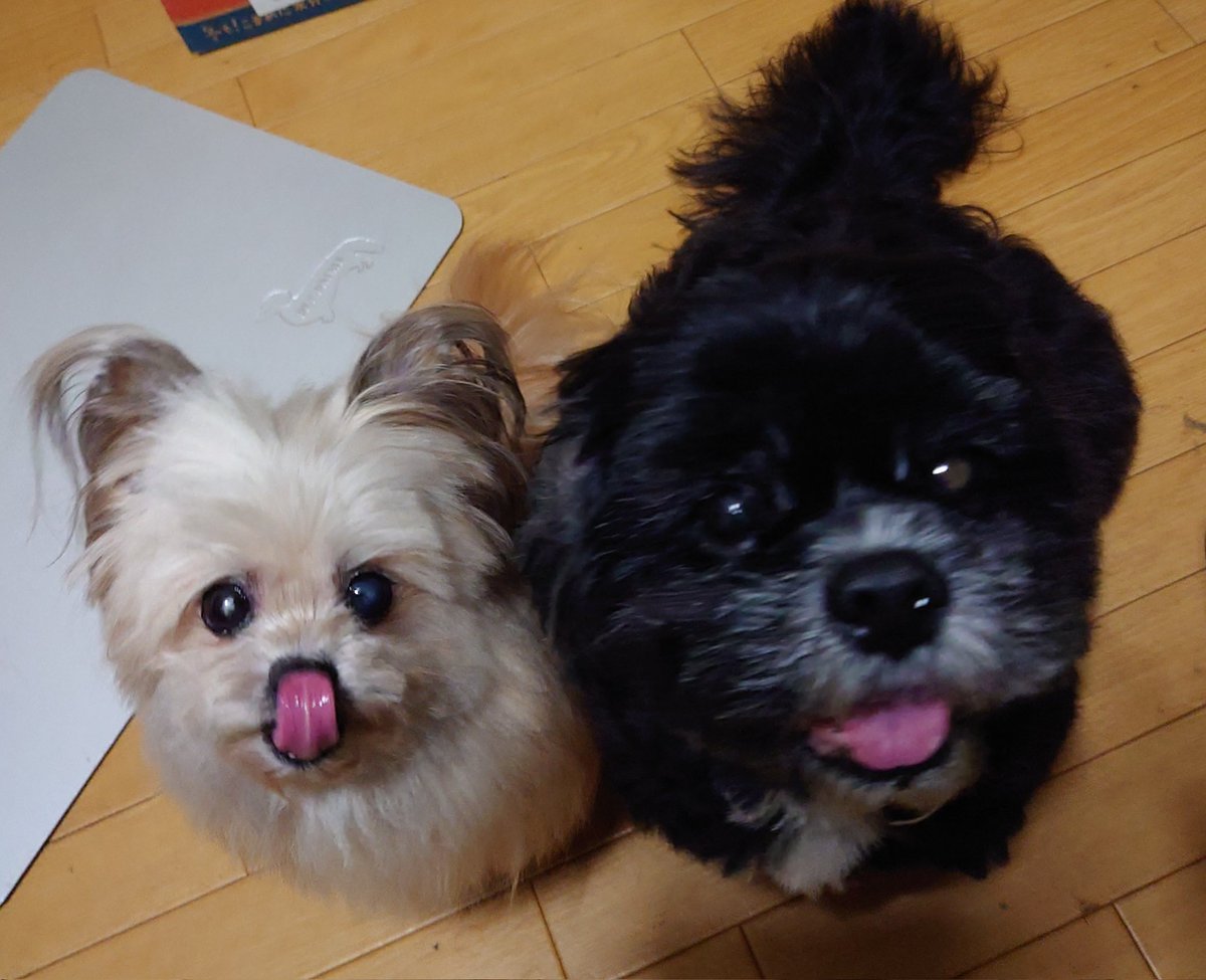 with_fu's tweet photo. 最愛の息子　福ちゃんが２０２６年４月２９日１２時に亡くなりました。
自分の腕の中で・・・１６歳と１か月１０日。

幸多ちゃん（黒い子　５月５日に１６歳）が居るのが救いですが、自分はまだ気持ちの整理が付いておらず、食欲皆無で何も食べれず、精神不安定ですので、暫く何かあったらスミマセン https://t.co/7QTM3dbl90