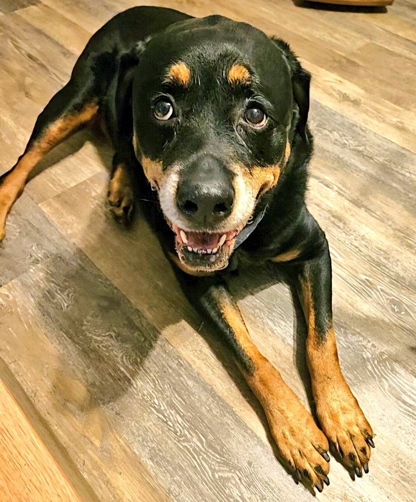 annielynnshea's tweet photo. "Today's the big day, friends! Everybody put your paws in and send Asa @MaineGolden so much love, strength, and healing! Also steady hands for his surgical team and hugs for his Mom & Dad! Let's have a big #LoveapaloozaforAsa!" ๐พ๐พ
#PawsIn4Asa
#DogsofTwitter
#DogsofX https://t.co/8F6rgNPz8Z