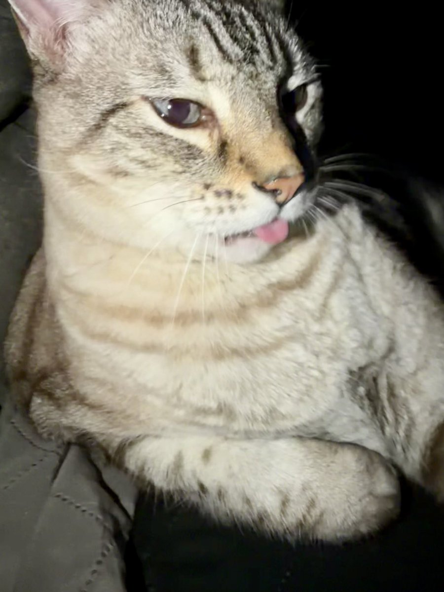Rizzo_Thurman's tweet image. #RizzoThurman 😸 #CatsOfTwitter #CatsOnTwitter #Cats #CatsOfX #X 🐾