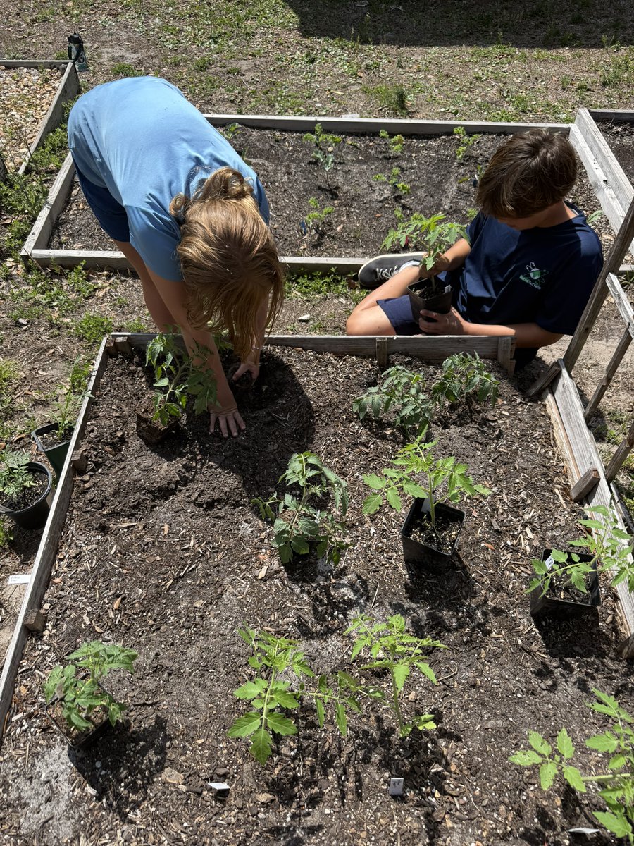 Florida4H's tweet photo. Continuing #Florida4H’s Month of Service, Volusia County Florida 4-H youth are making a fresh impact!🥕 Partnering with a local farm, 4-H members harvested, packed, and delivered fresh vegetables each week to families in need, while building skills in agriculture, teamwork, and leadership.

#4HServes #MonthOfService