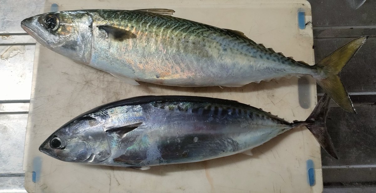 hunter_hunter48's tweet photo. スマガツオのあぶらやばい！味が大トロや! https://t.co/1eDt7p5fYO