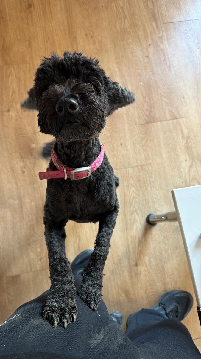 Missing Pets GB tweet media