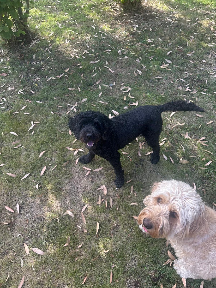 Missing Pets GB tweet media