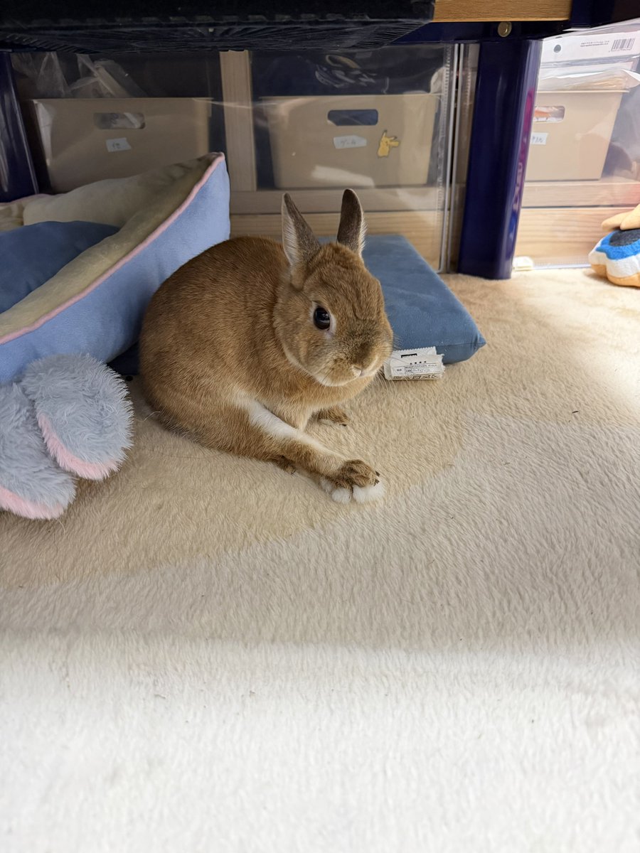 うさぎのマロン tweet media