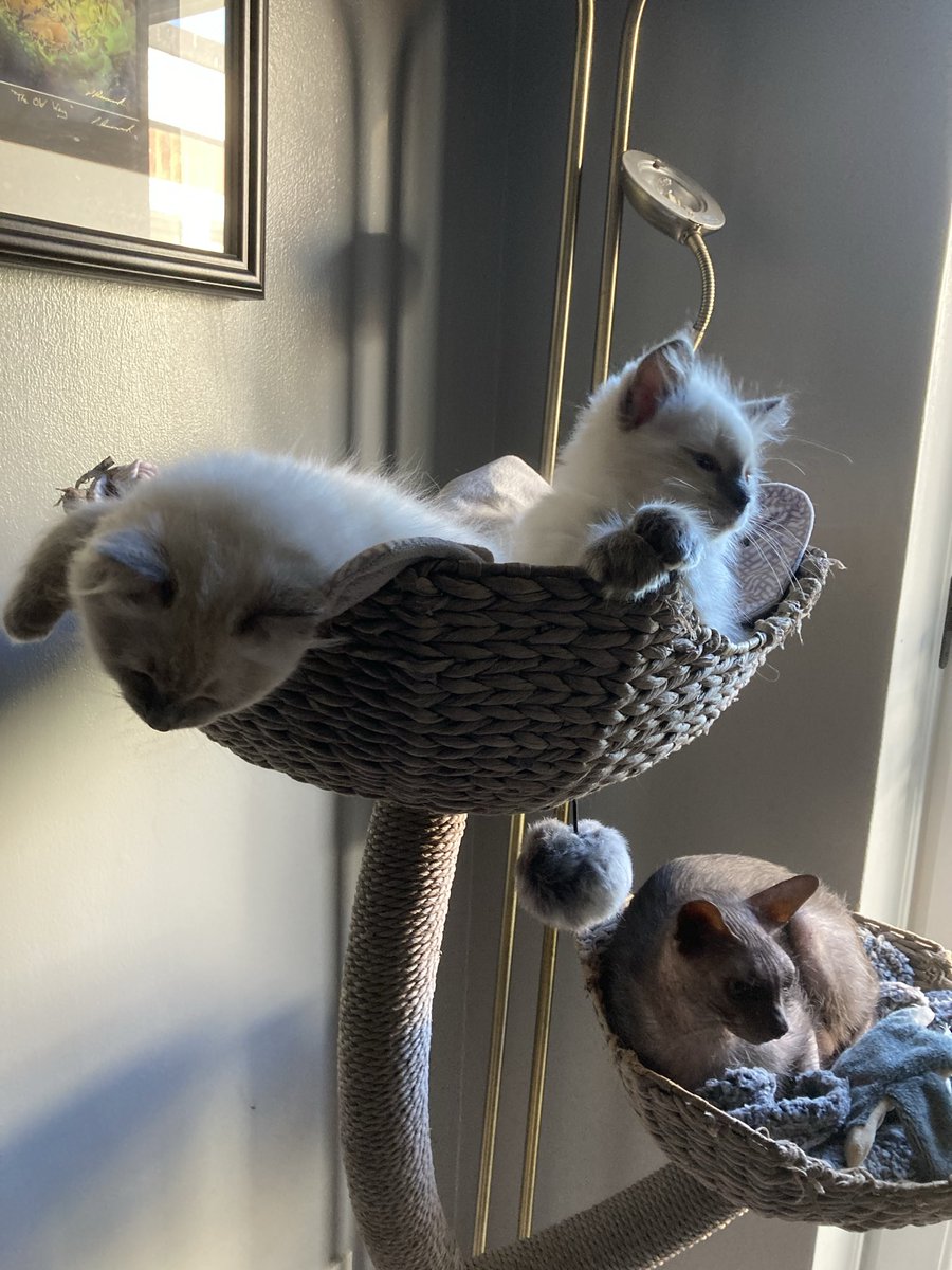 LoopiLooLoo's tweet photo. @thecataura The Brotherhood - aka Maverick and Goose. Already ruling the roost and Elsa is NOT impressed! https://t.co/f7vP1hGGYk