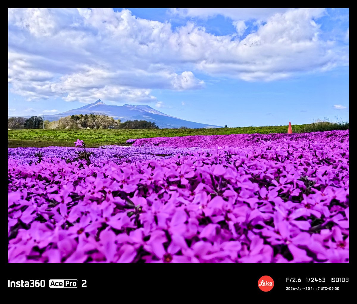 verdandi626's tweet photo. 七飯町軍川 ミルクロードにある
毎年綺麗な芝桜が咲き始めました。 https://t.co/FOWhJqHtr8