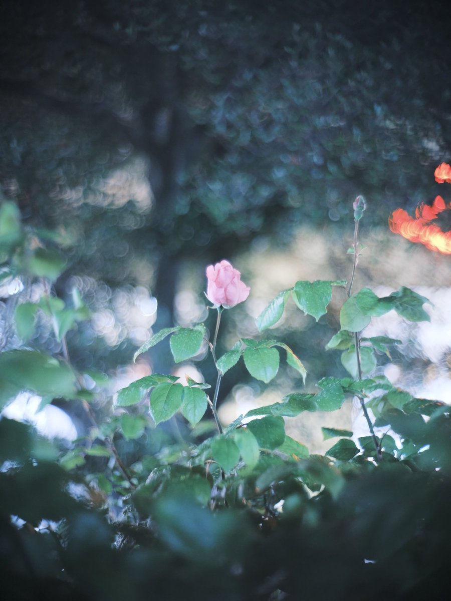 builder_adachi's tweet photo. 今宵「君は薔薇🌹より美しい」
ロッド工房帰り夜薔薇🌹シリーズ
高品位な立ち姿のピンク薔薇🌹
旧ソ連の忘れ形見ジュピター3で撮影📸
ゾナー型レンズの特徴、周辺の玉ボケがザワザワしてるのが美味しいとこ😊
#バリバスグラファイトワークス写真部
#開放倶楽部 #GFX50R #jupiter3 https://t.co/hD59i8BYVm