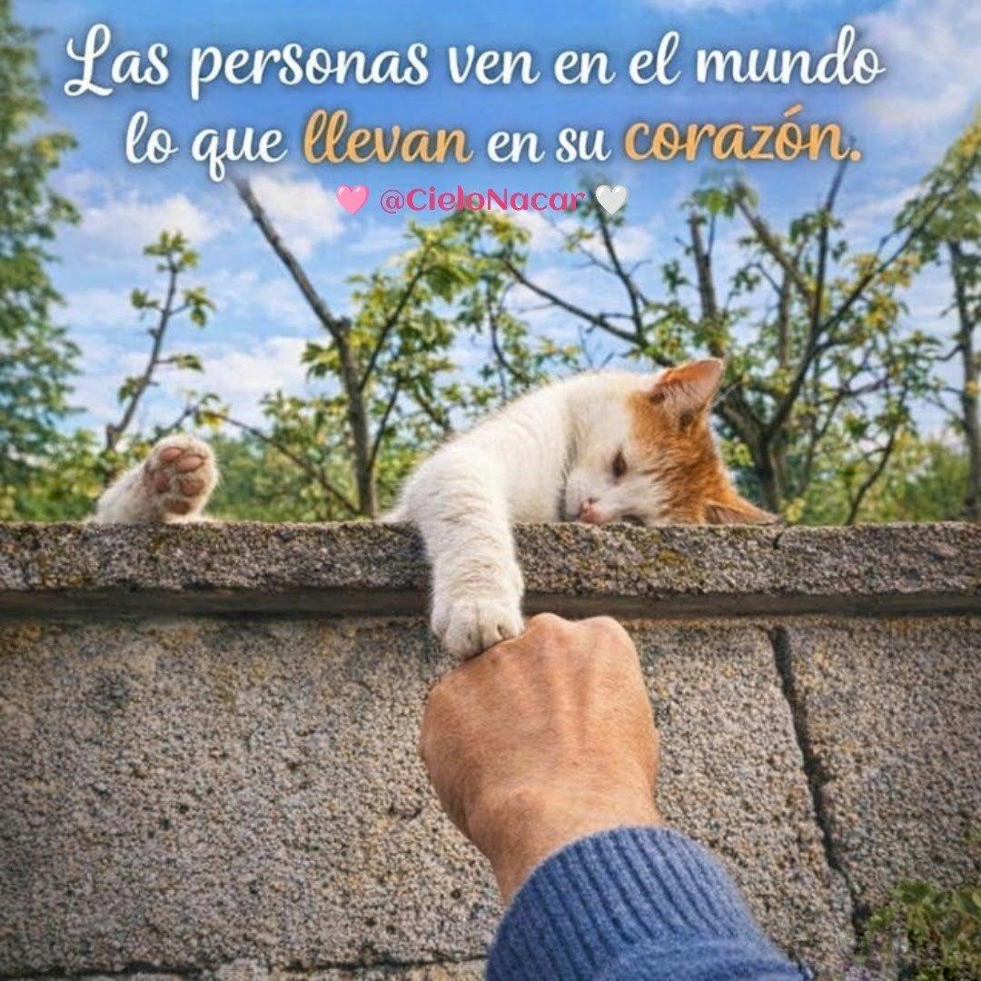 CieloNacar's tweet photo. donde lo peludo encuentra paz,

y el humano descubre el calor,

de un amor sincero, sin pudor.

​#GatoyAmistad #Conexión #AmorIncondicional https://t.co/Sxk9gr3A9L