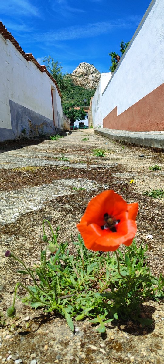 Berines3's tweet photo. Detalle de la observadora, y no es la flor 😅 https://t.co/AwkIcLykcg