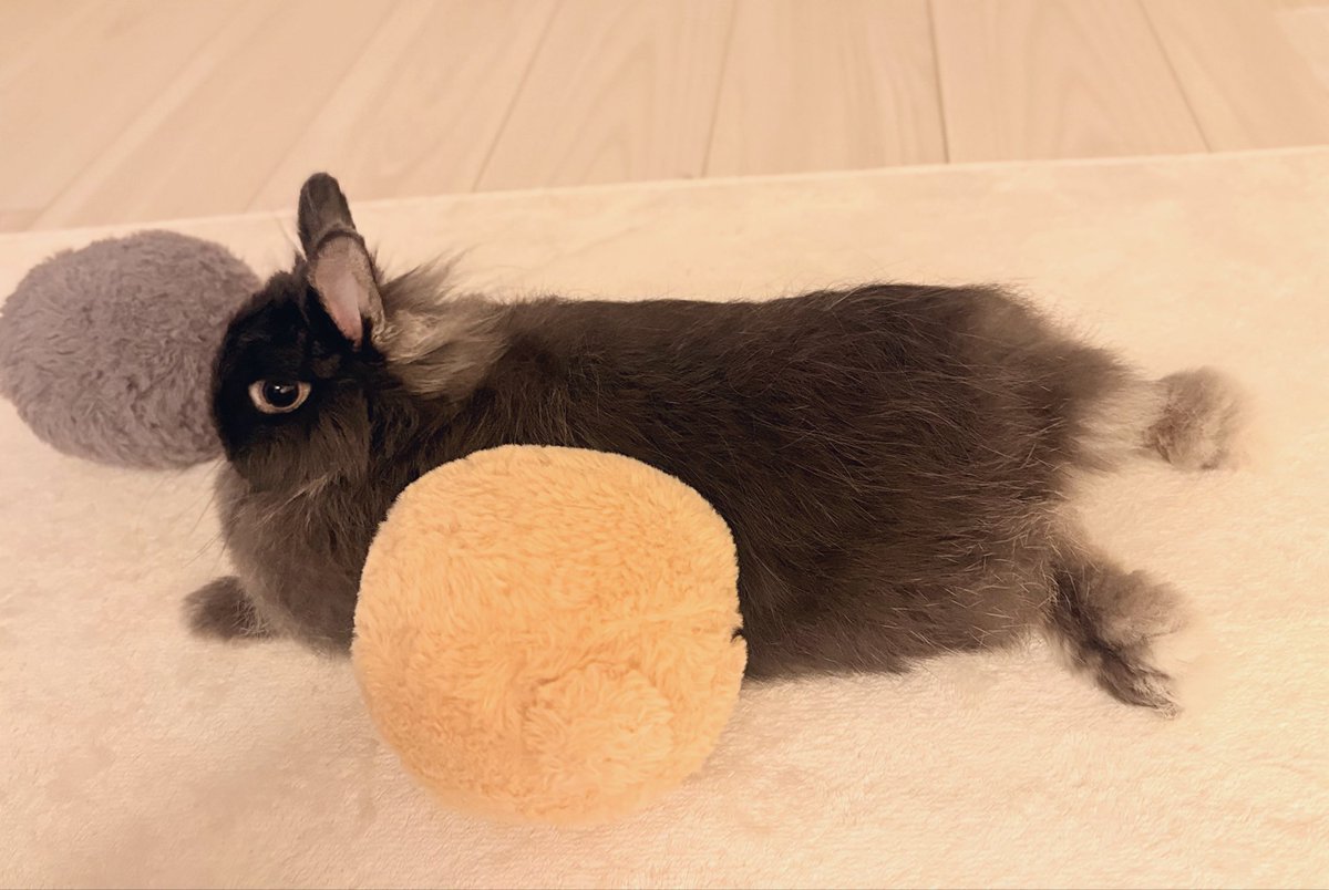 低糖🐰🥥 tweet media