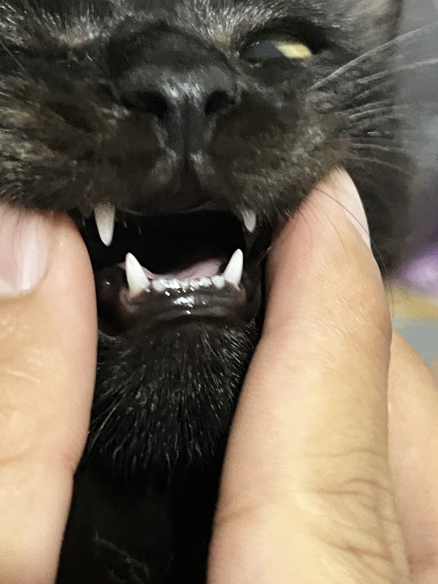 Jovan 🦂 tweet media