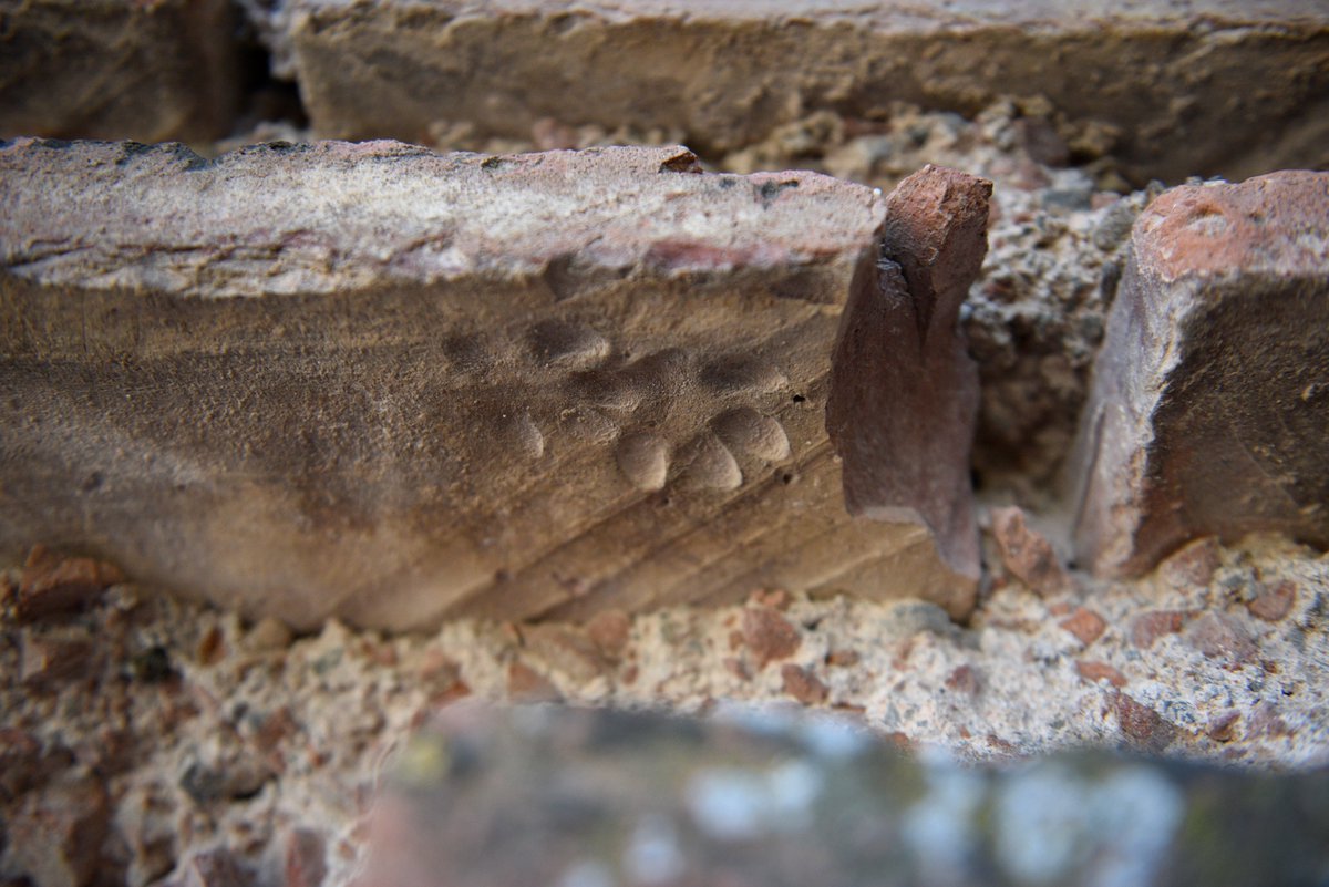 ByzantineLegacy's tweet photo. Animal Footprints in Bricks at İznik/Nicaea
See video in post https://t.co/sv2UOwmqst