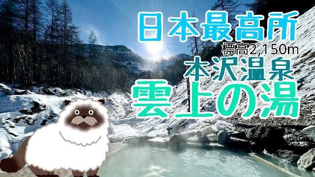 思井 麻琴 tweet media