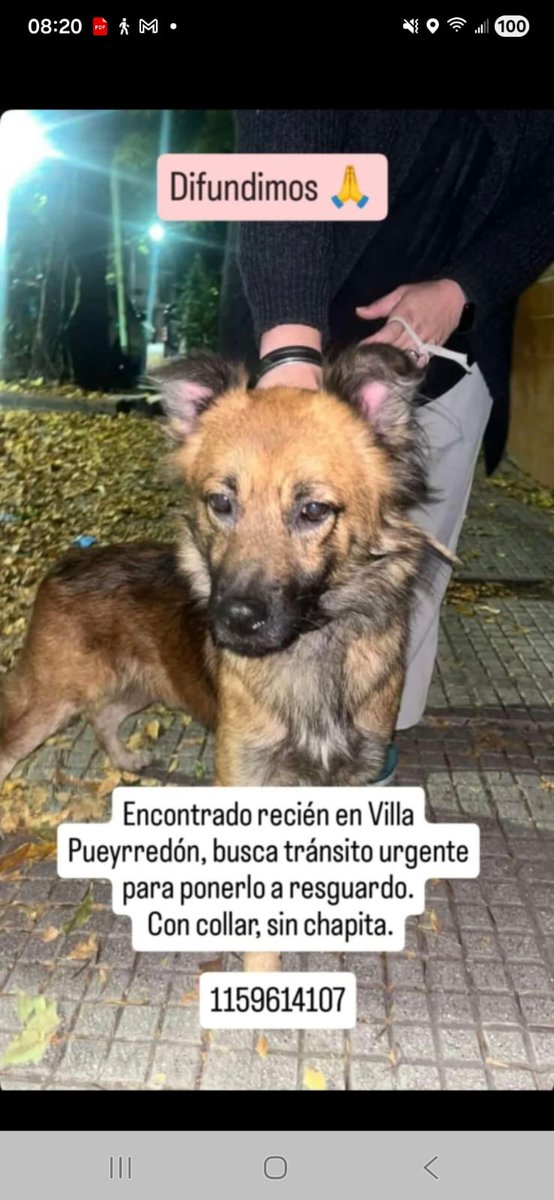 Como No Adorarlos tweet media