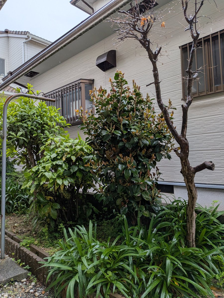Marton8080's tweet photo. 本日は剪定と草引き、防草シート敷きのご依頼でした。
雨作業だった為、予想よりも時間が掛かりましたが、お客様に喜んで頂き。
最高の気分で帰れました😊
ありがとうございました。

次回は外壁洗浄で入らせて頂きます。
久しぶりの高圧洗浄なので楽しみです😍

これから、夏になると作業スピードが落ちるので夏までにスタミナつく食べ物ばっかり食べておきますね😂笑

作��費85000円(税抜)
人件費25000円
資材代7000円
処分代3000円
粗利50000円