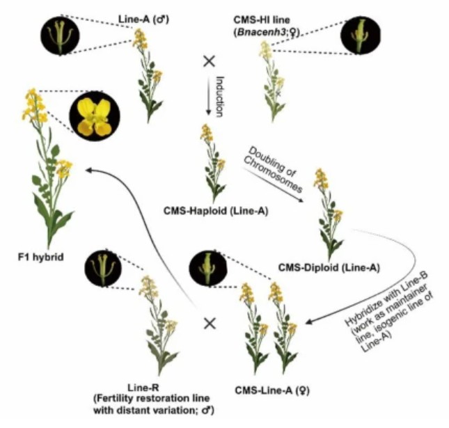 Plant Cell Reports tweet media