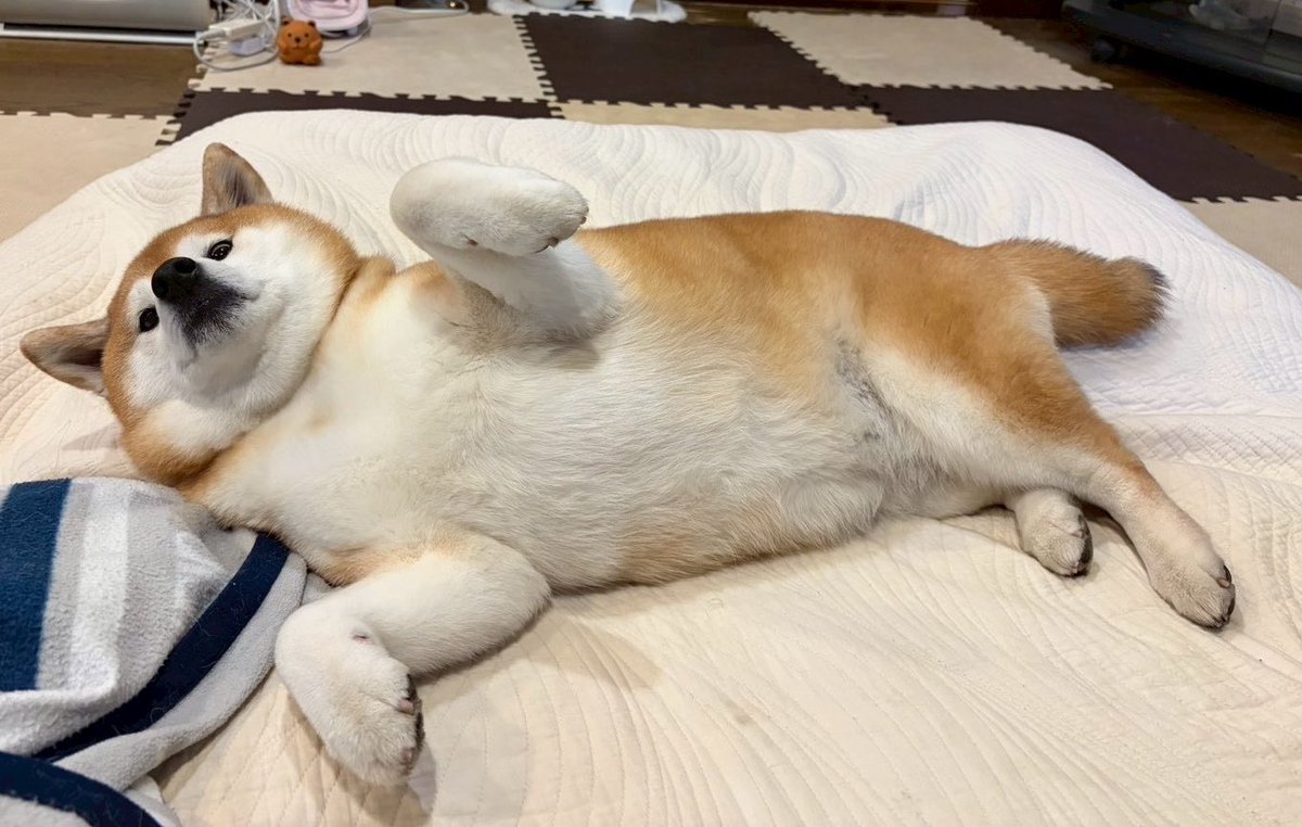 柴犬🌼瑚子 tweet media