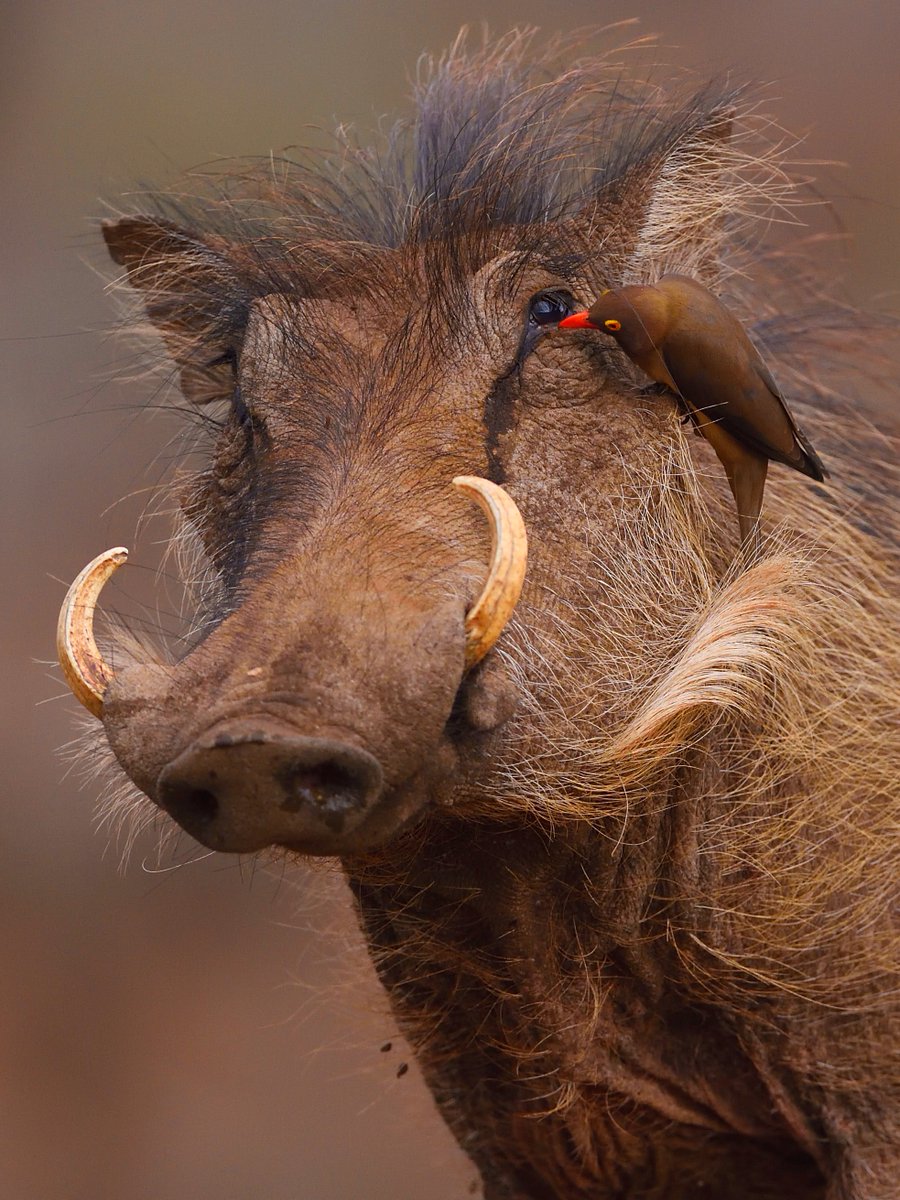Ultimate teamwork 👏

#DidYouKnow Warthogs can run as fast as 30 miles an hour!

📸: Staffan Widstrand

#warthog #oxpecker #wildlife