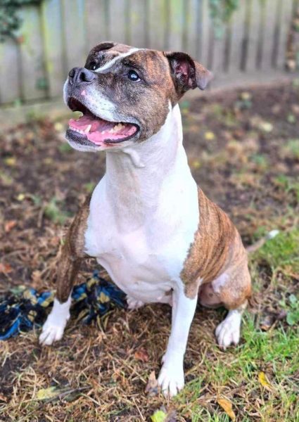 #forgottensoulshour 
Sandy 7 yr old Boxer x Bully, she's a little shy but once 
she's met you is willing to trust, likes a ball, has a 
lovely nature, needs exp home + time to settle, ok with 
teens, a bit reserved, travels well, more info/adopt her 
from <a href="/AnimalsInNeedUK/">Animals in Need UK</a>