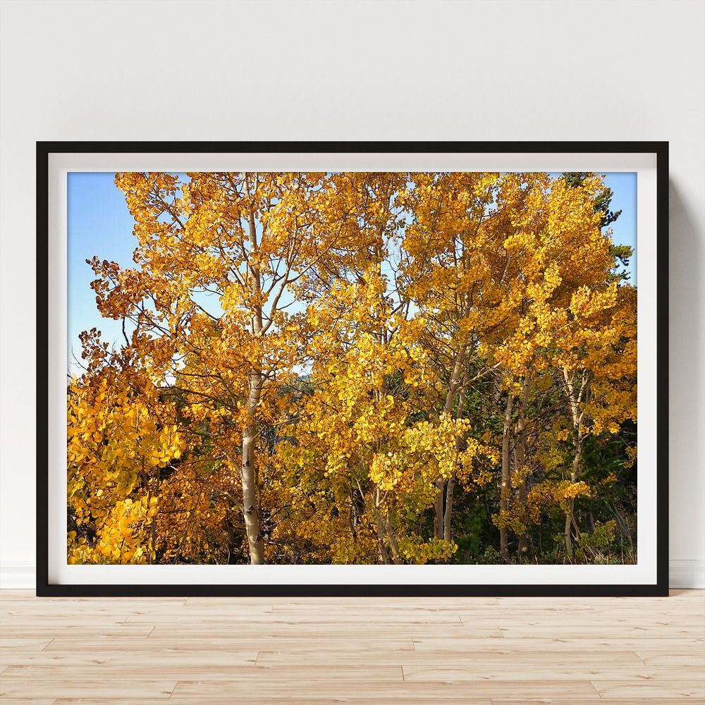 JudyVincent74's tweet image. Golden #Aspen on Peak to Peak Highway Framed Print Also available as canvas, metal, wood, acrylic prints and on many products #autumn #Colorado #nature #photography #BuyIntoArt #HomeDecor #JudyVincentPhotography #WallArt 
See all print options here ---&amp;gt; buff.ly/47CNkpZ