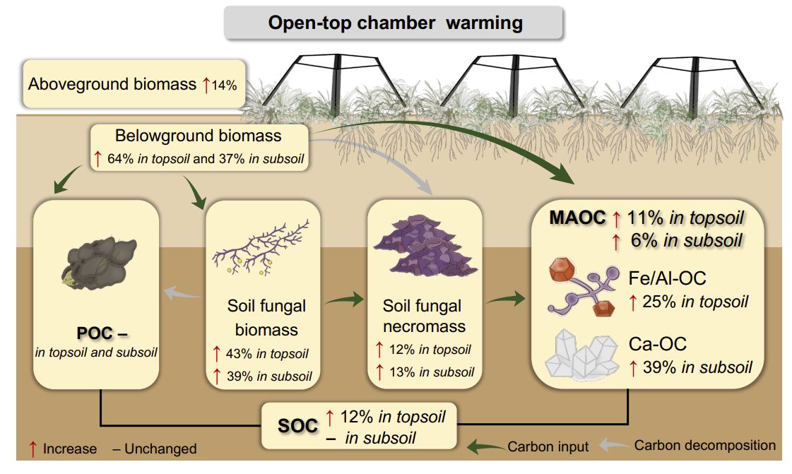 FunEcology's tweet image. 📰Published📰Long-term #warming drives mineral-associated organic #carbon accumulation on the Tibetan Plateau 🌡️

buff.ly/8NGfDjm