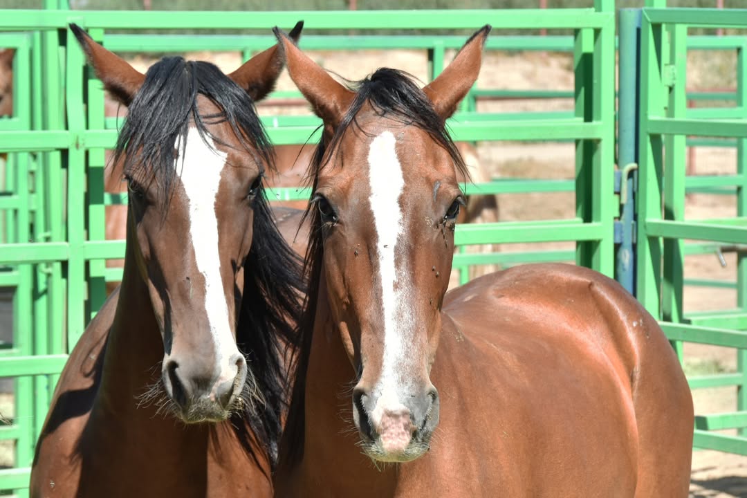 BLM Wild Horse & Burro Program tweet media