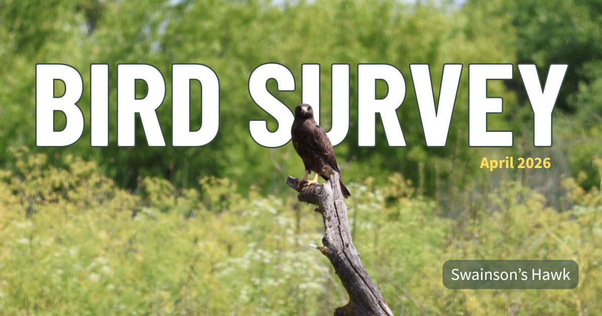 kingsrivercd's tweet photo. Before our Flood Operations &amp; Maintenance team begins work along the river our environmental team conducts surveys to check for active nests and other sensitive species in project areas. If found, we set up protective buffer zones or adjust our work timeline to avoid disturbance. https://t.co/oMwNUqiDET