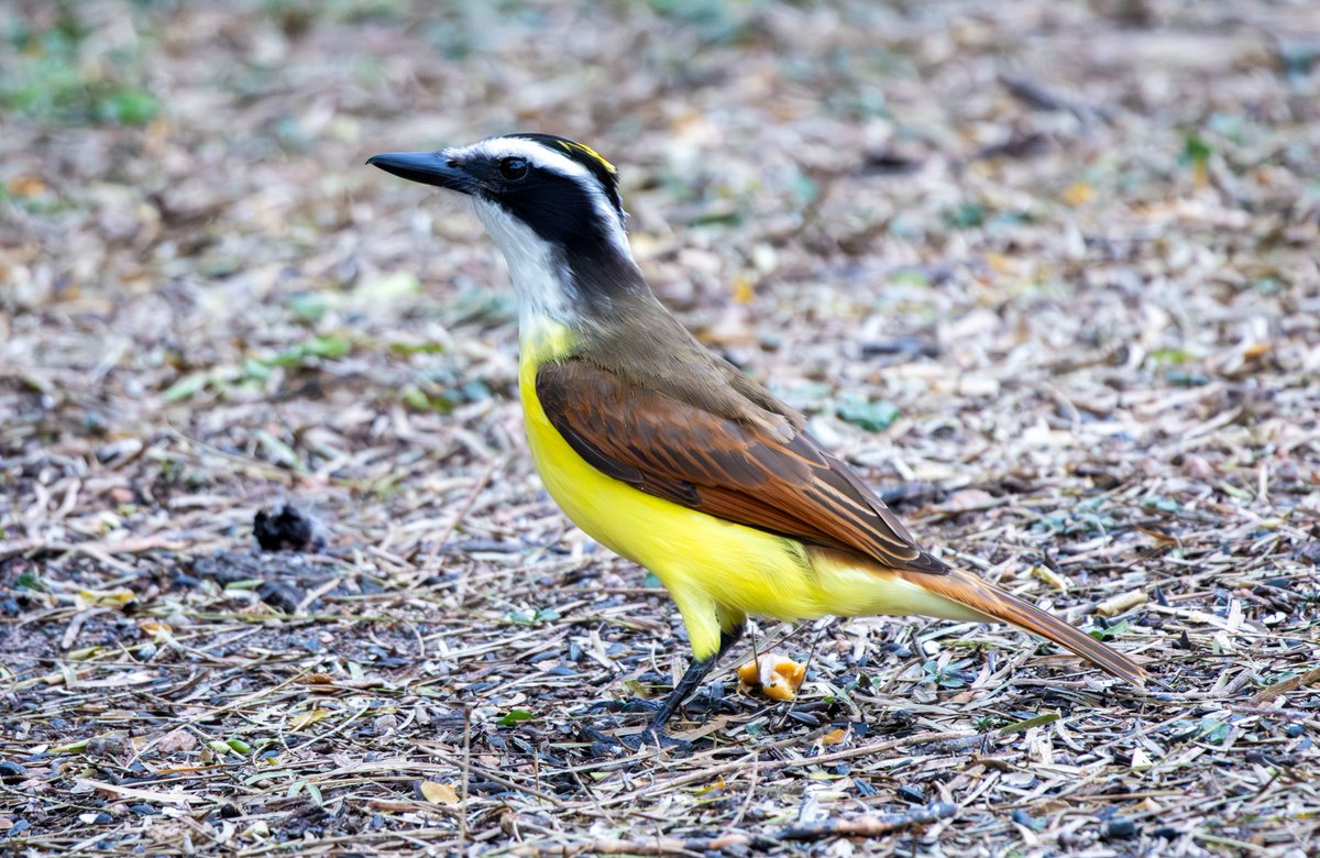ChirpySunbird's tweet image. You can’t miss the Great Kiskadee when birding in South Texas. What a boisterous bird! I love that cute yellow crown patch. It’s usually hidden so it was a real treat when it showed! 

📍Salineño Wildlife Preserve, USA (January 2026).
#TexasBirding #birding #birdphotography